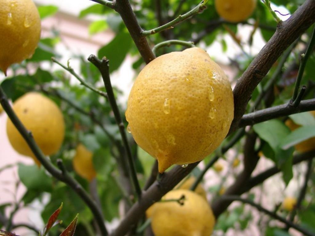 Limonades Lanaudière | 340 Chemin Beauparlant, Saint-Damien, QC J0K 2E0, Canada | Phone: (450) 835-5442