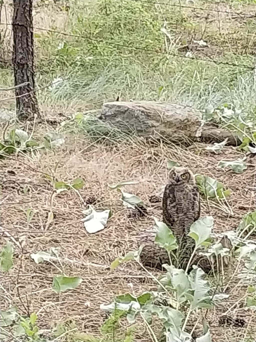 Quail Ridge Linear Park | Kelowna, BC V1V 2S4, Canada | Phone: (250) 717-2757