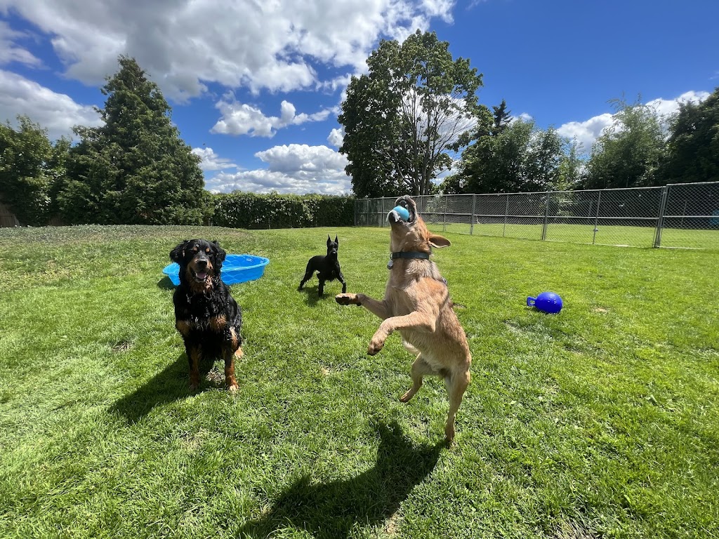 Not Your Everyday K9S | 121 Murphy Rd, Township Of Essa, ON L0M 1B1, Canada | Phone: (705) 816-3597