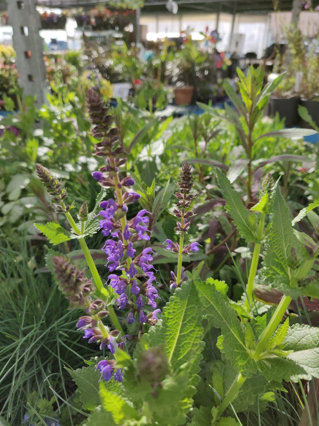 Plant store | Cooksville, Mississauga, ON L5B 4M3, Canada | Phone: (905) 275-6171