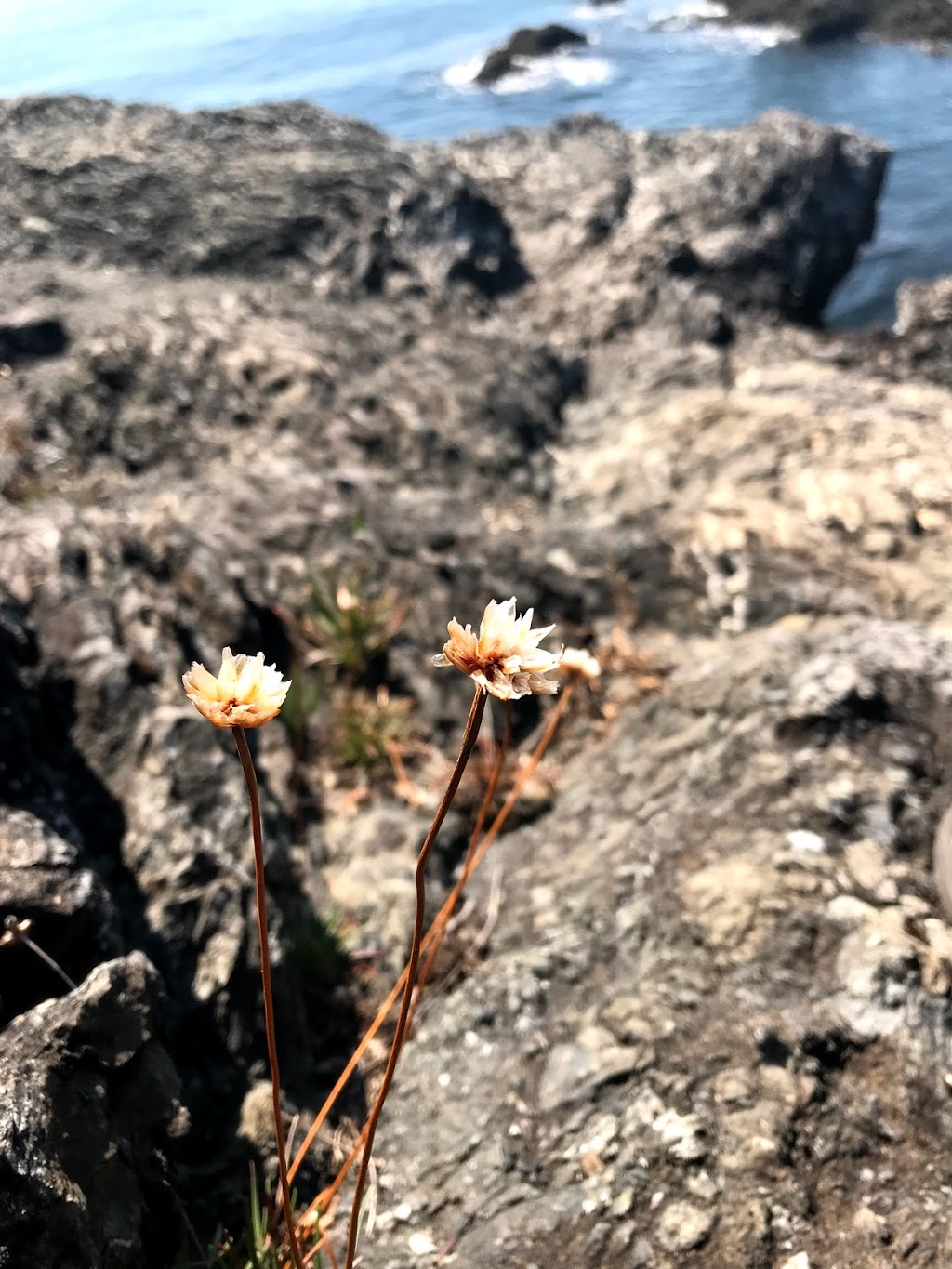 Rosario Head Trailhead | Deception Pass State Park, Oak Harbor, WA 98277, USA | Phone: (360) 675-3767