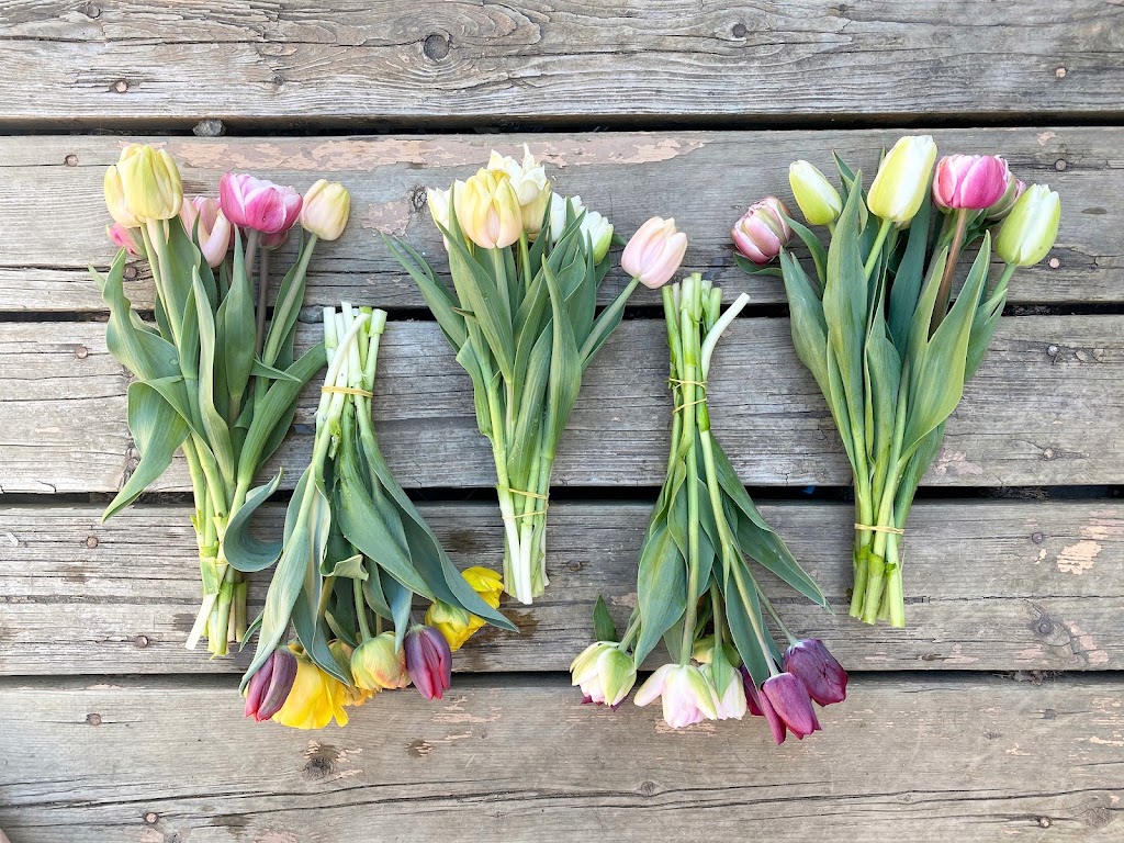 Boxwood Flower Farm | 886 Daffodil Ave, Victoria, BC V8Z 2S9, Canada | Phone: (250) 532-3604