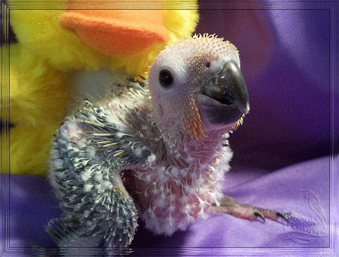 Canadian Parrot | Box 73, Site 15, RR1, Strathmore, AB T1P 1J6, Canada | Phone: (587) 333-5337