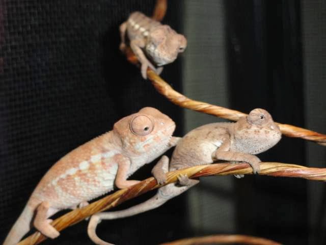 ChameleonsGalore | 11804 Canfield Rd SW, Calgary, AB T2W 1V1, Canada