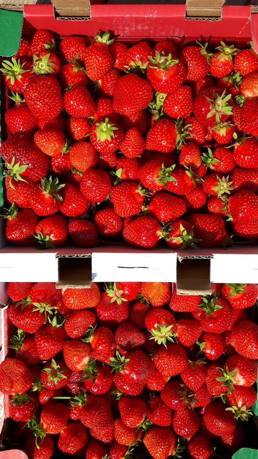 Fraisière Belzile | 19 Rte Principale, Saint-Arsène, QC G0L 2K0, Canada | Phone: (418) 862-6183