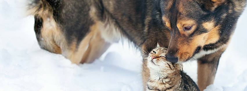 Clarkson Village Animal Hospital | 1659 Lakeshore Rd W, Mississauga, ON L5J 1J4, Canada | Phone: (905) 855-2100