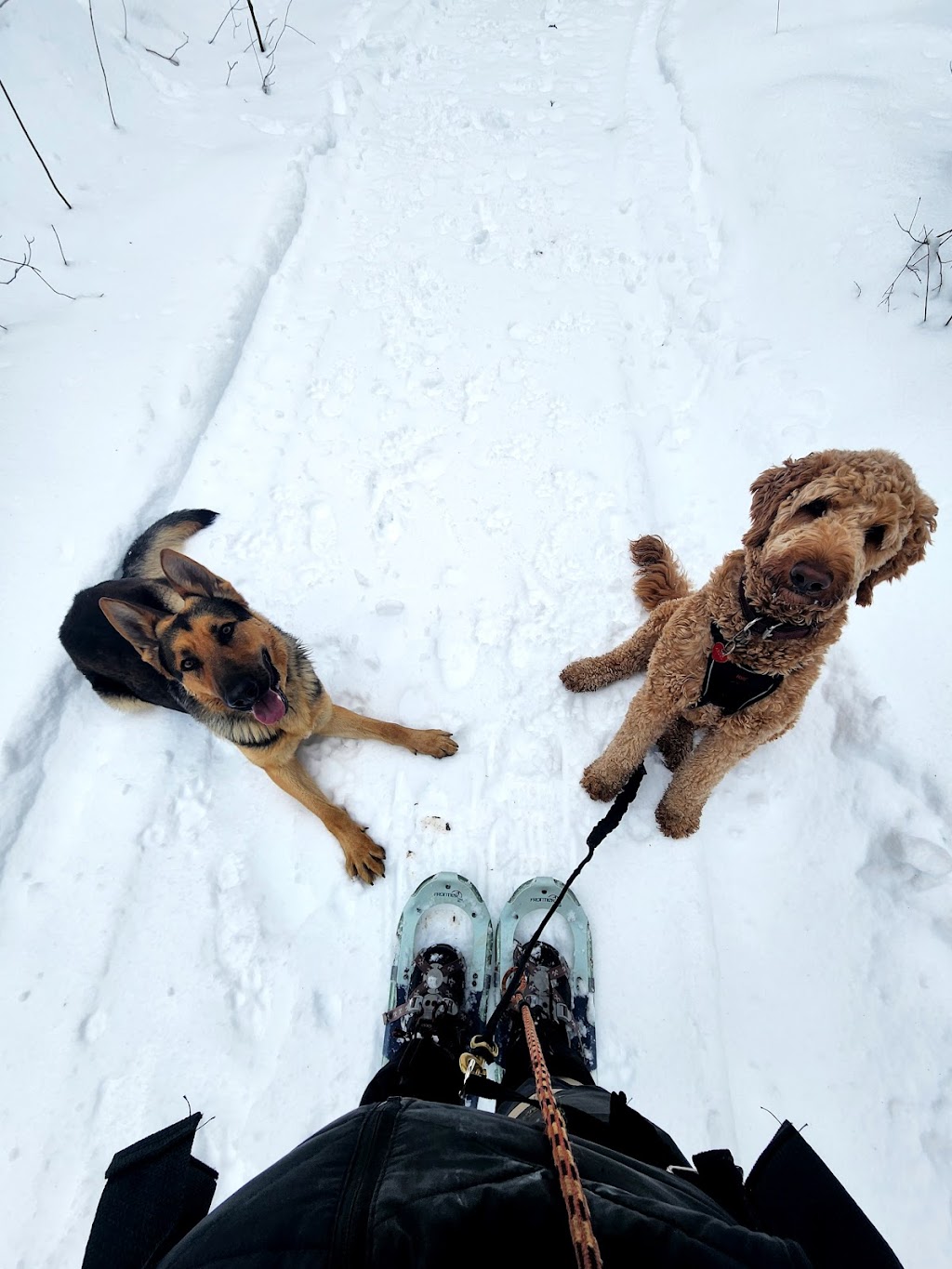 IDI Entrainement canin - Laval - | 1055 Rue Principale, Laval, QC H7X 1C1, Canada | Phone: (514) 742-7672