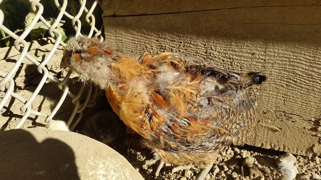 Rochester Hatchery | 9420 109 St, Westlock, AB T7P 2R4, Canada | Phone: (780) 307-3622