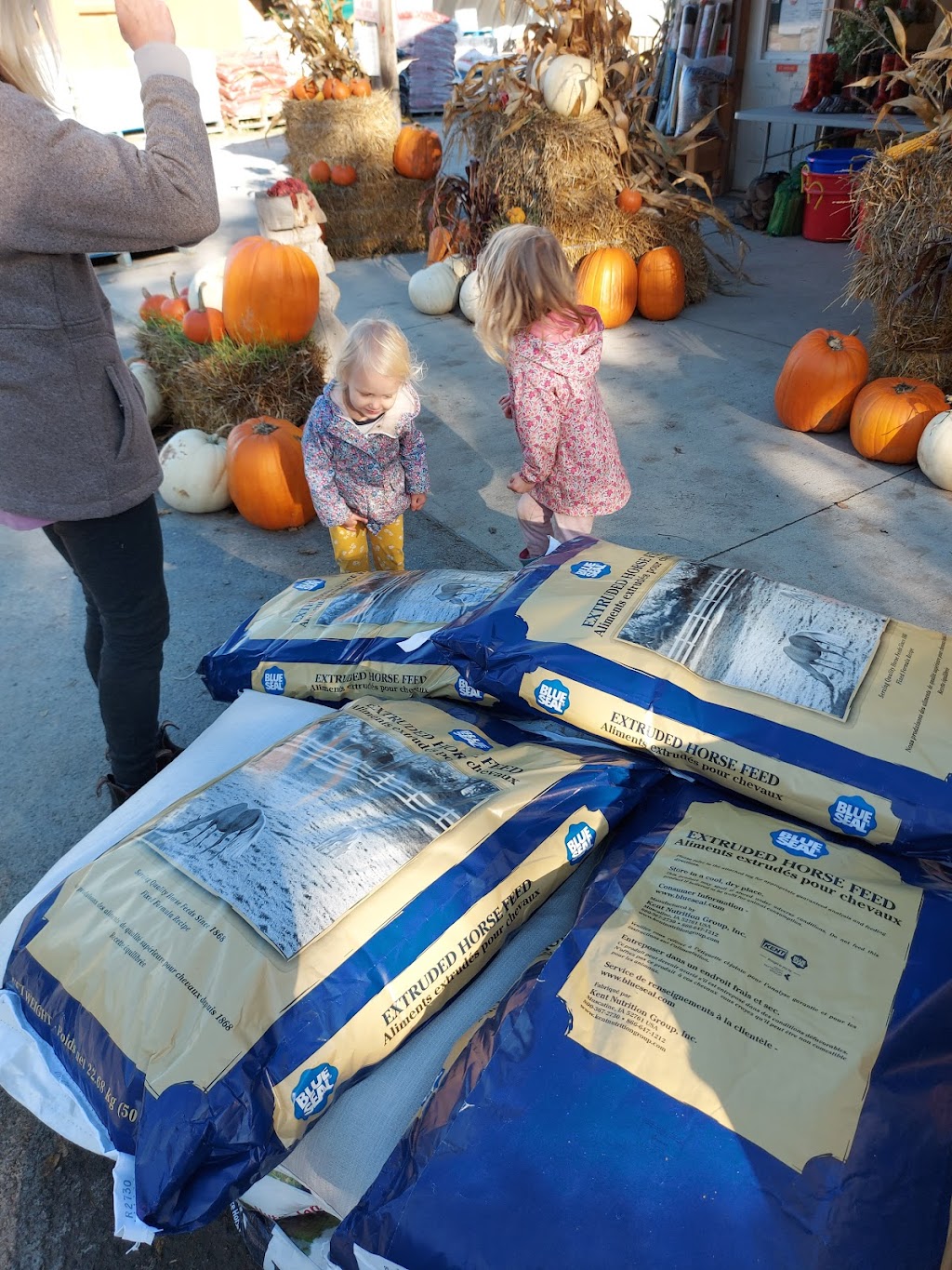 5 Span Feed & Seed Inc | 2488 County Rd No 29, Pakenham, ON K0A 2X0, Canada | Phone: (613) 624-5569