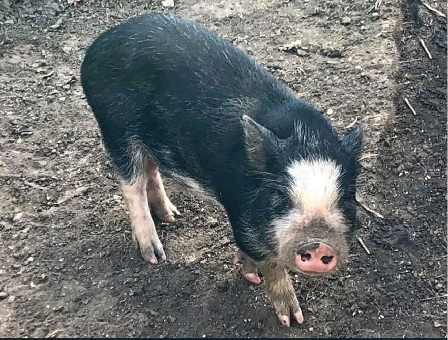 Kamp Kiki Animal Sanctuary | 782 Shannon Rd, Plainfield, ON K0K 2V0, Canada | Phone: (613) 391-9417