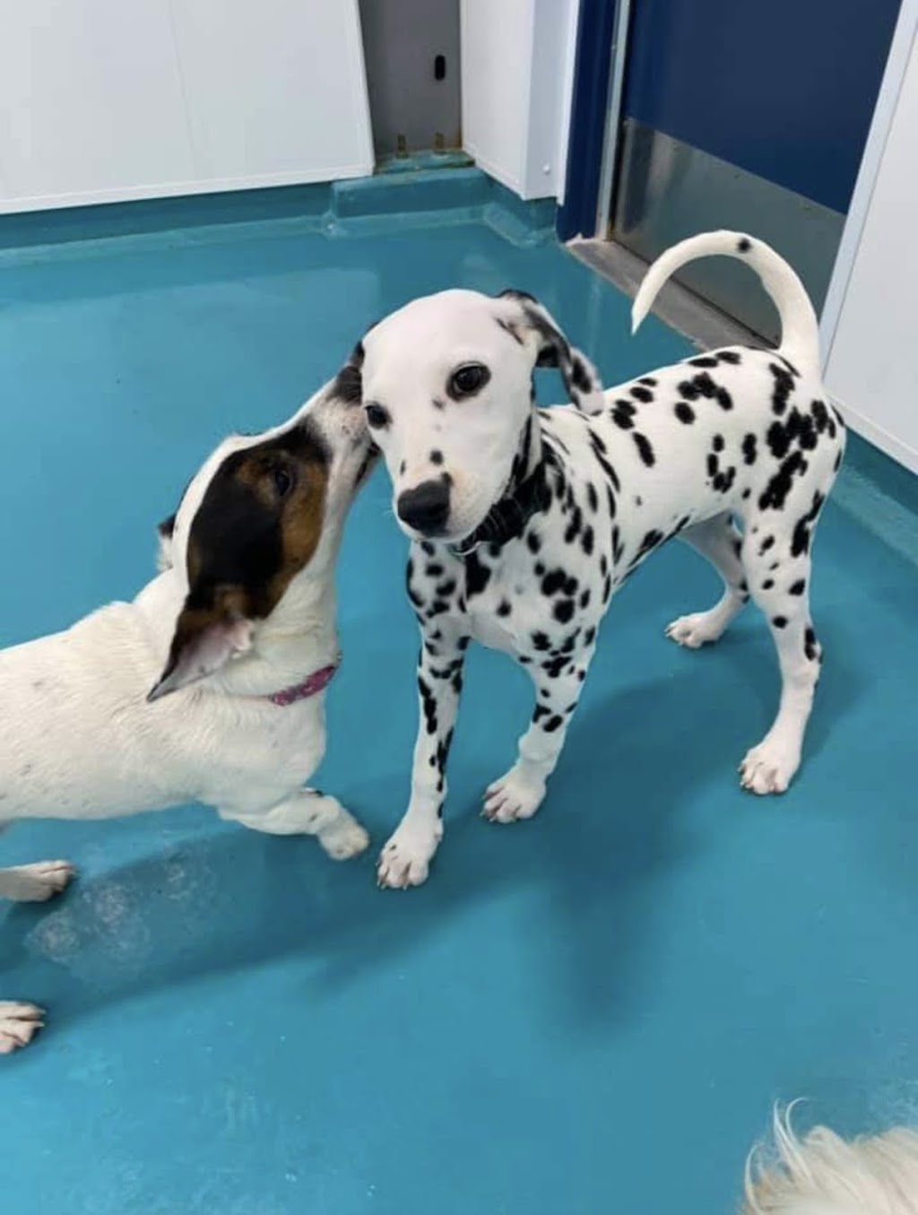 Happy Tails Pet Resort & Spa | 141 Samborski Dr, Oak Bluff, MB R4G 0B3, Canada | Phone: (204) 219-4070