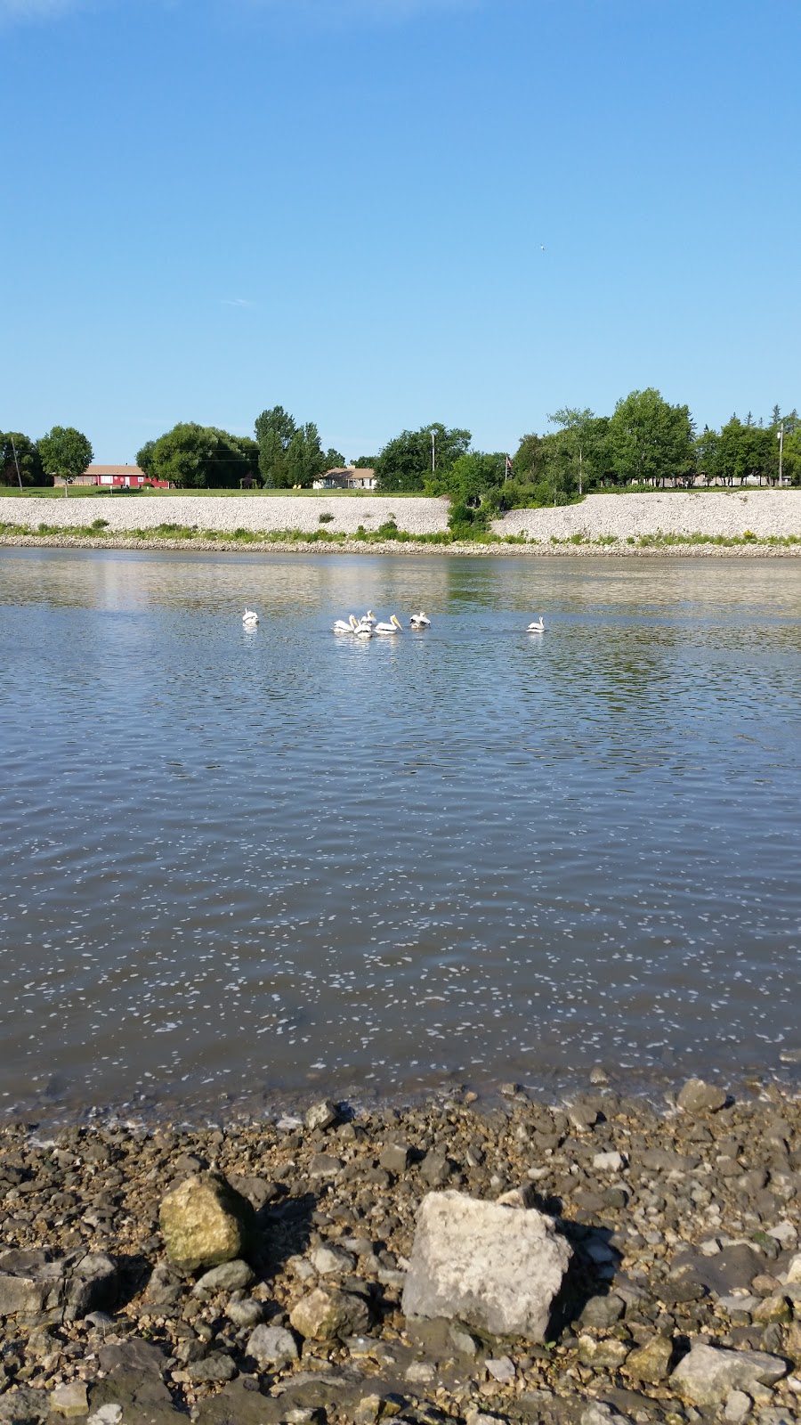 Red River Cats/ formerly Cats on the Red | 669 River Rd, Lockport, MB R1A 2R2, Canada | Phone: (204) 757-9876