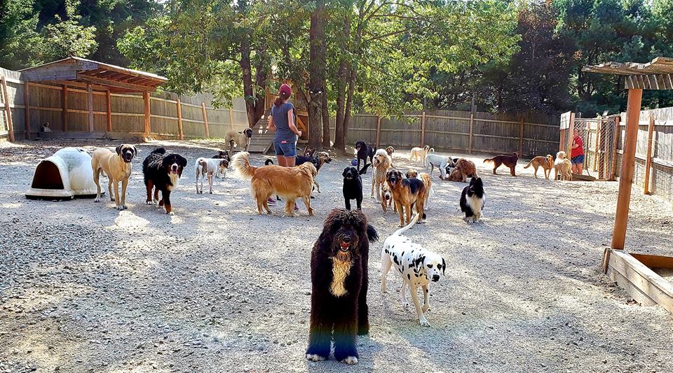 Albon Dog Ranch | 100 Old Northwest Rd, Lunenburg, NS B0J 2C0, Canada | Phone: (902) 640-2499
