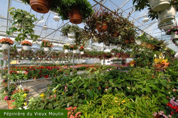 PEPINIERE DU VIEUX MOULIN | 883 Rue Notre-Dame, Repentigny, QC J5Y 1C6, Canada | Phone: (450) 654-6989