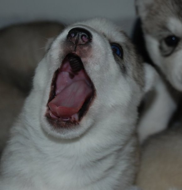 Dogs InVouge | 121 Murphy Rd, Angus, ON L0M 1B1, Canada | Phone: (705) 424-9550