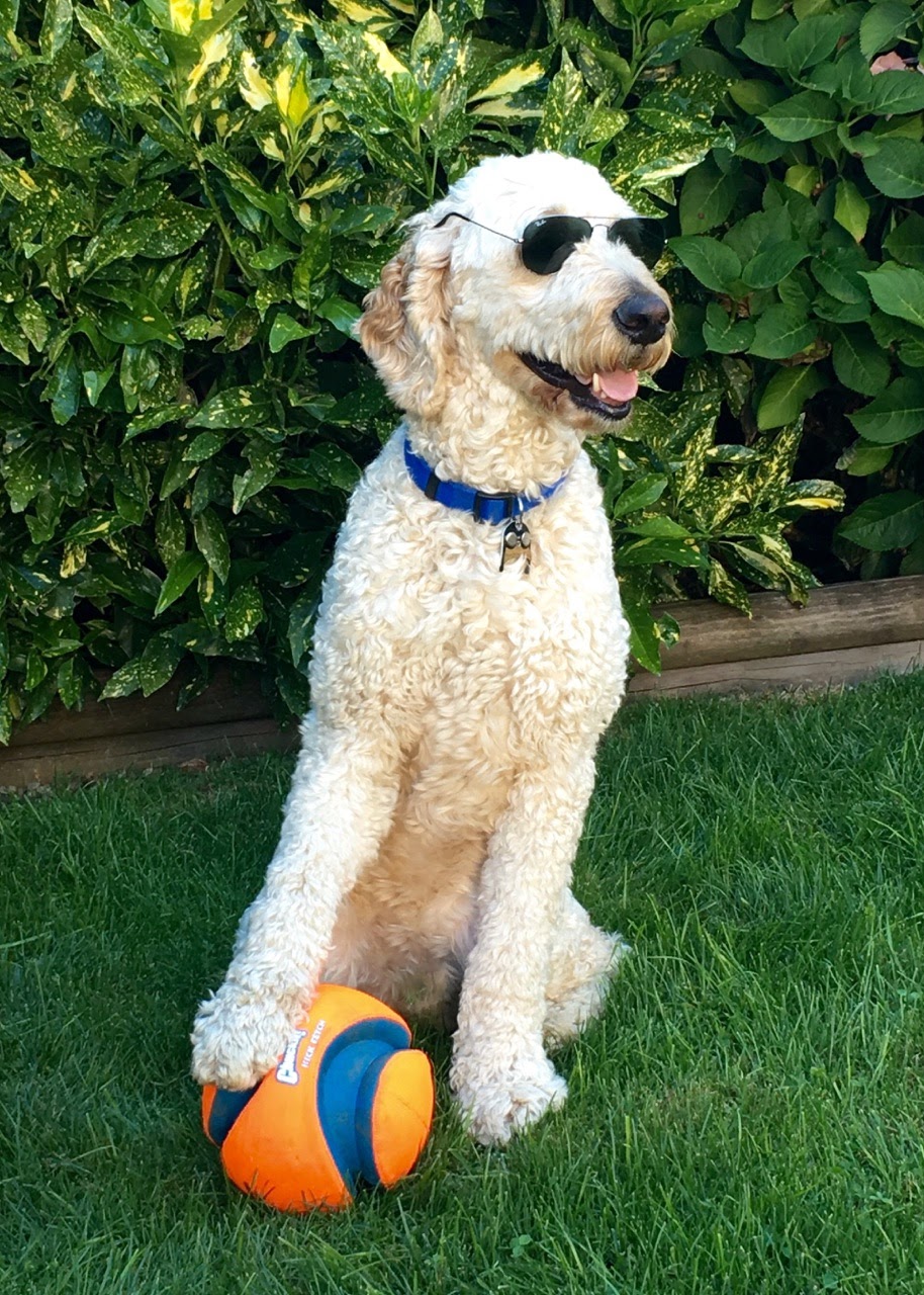 Furfection Dog Spaw ltd | 123, 6820 188 Street, Surrey, BC V4N 3G6, Canada | Phone: (778) 574-7297