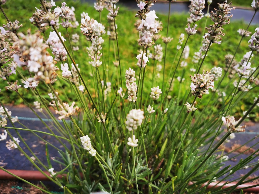 Greendale Lavender Company | 42050 S Sumas Rd, Chilliwack, BC V2R 4W3, Canada | Phone: (604) 615-2343