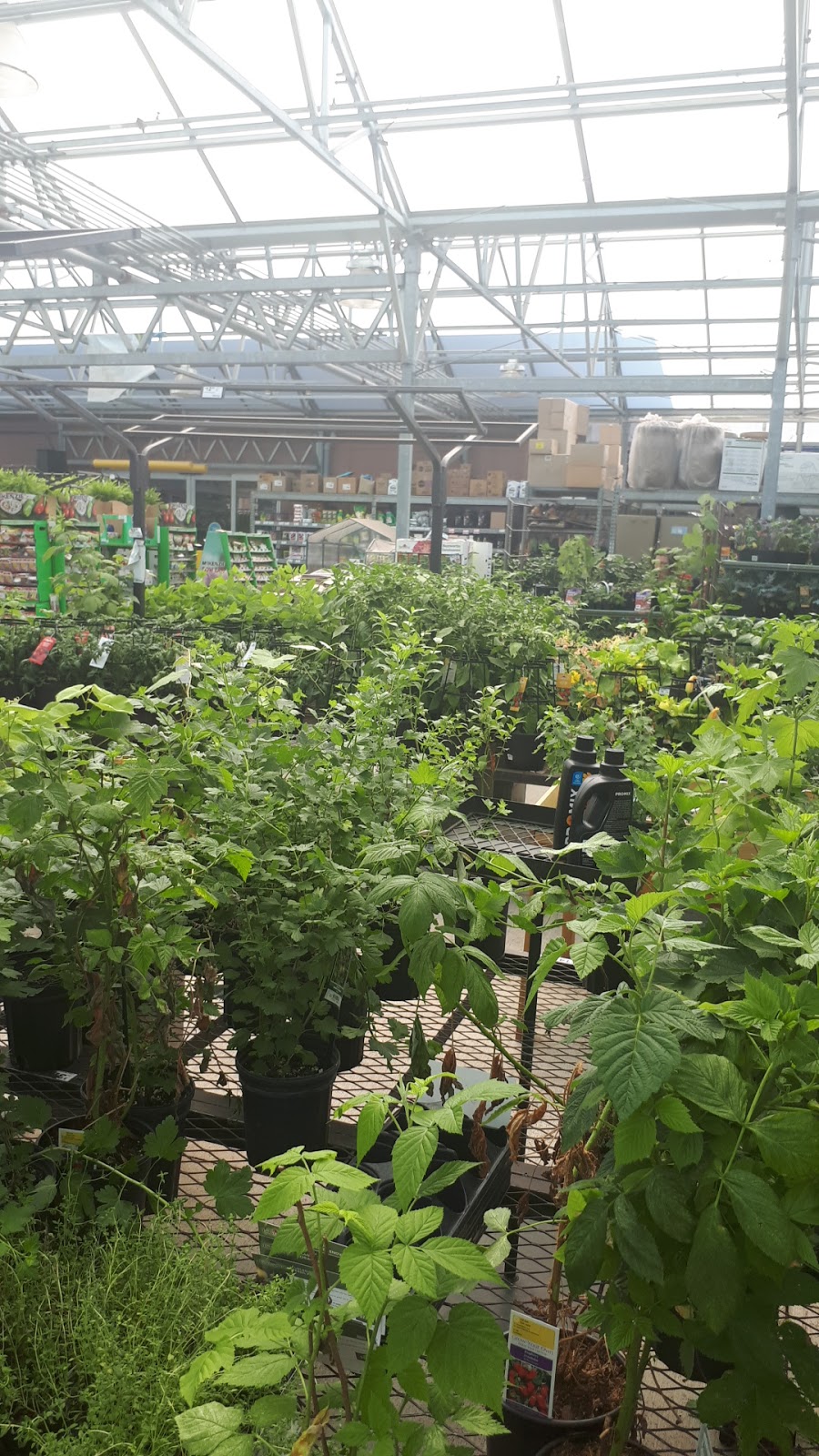 Lowes Garden Centre | 10111 Heart Lake Rd, Brampton, ON L6Z 0E4, Canada | Phone: (905) 843-4300