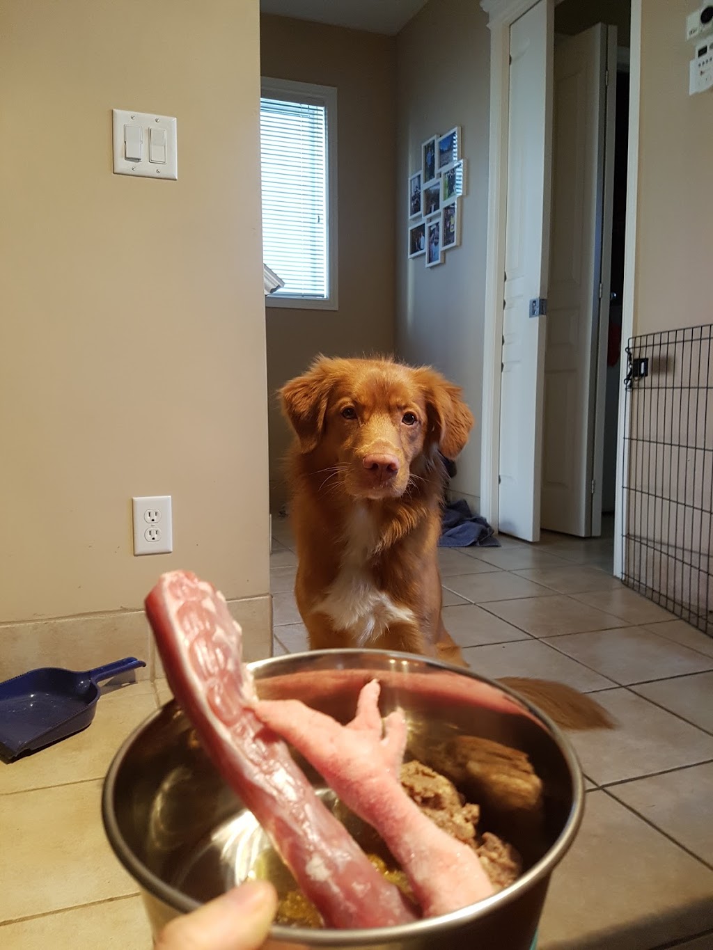Back to Basics Raw Pet Food | 8203 31 St SE #103, Calgary, AB T2C 1H9, Canada | Phone: (403) 771-7950