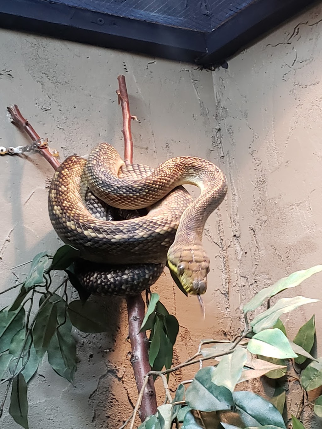 Reptilia Whitby | 1400 Victoria St E, Whitby, ON L1N 0M2, Canada | Phone: (905) 493-9537