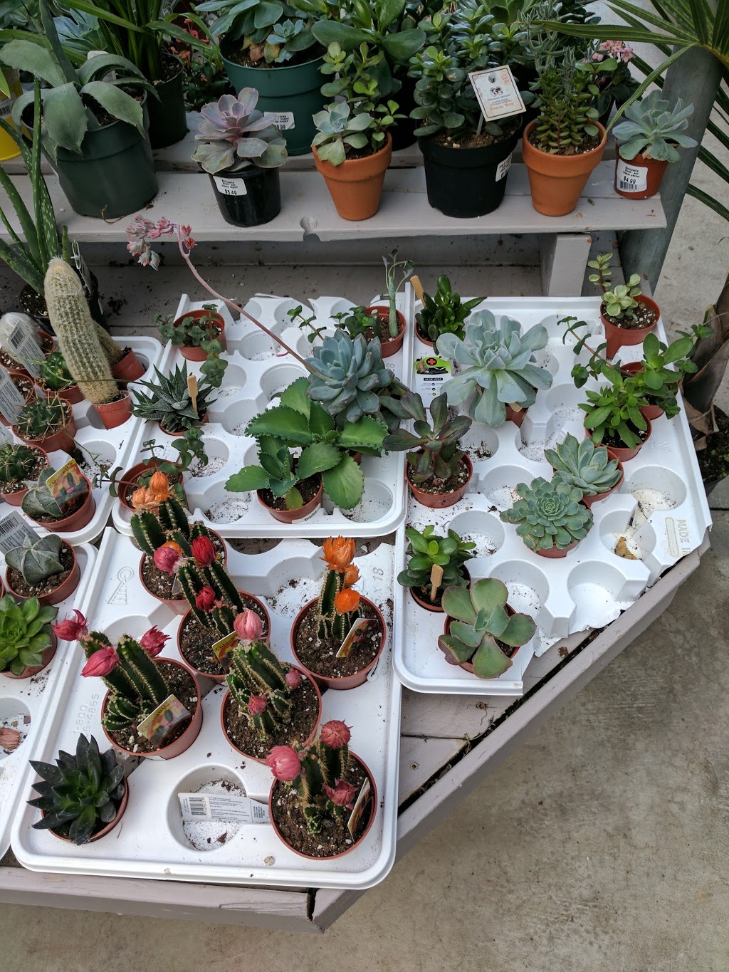 Jardin Cleroux inc | 13230 Boul Gouin O, Pierrefonds, QC H8Z 1X3, Canada | Phone: (514) 626-6040