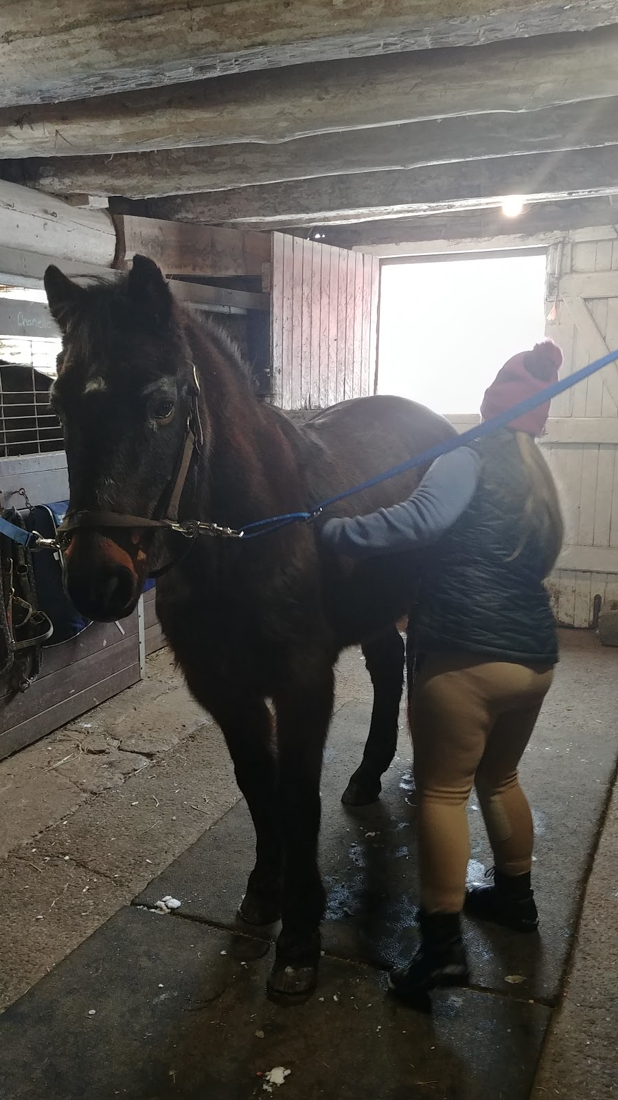 Maple Lane Stables | 517 Gore Rd, Kingston, ON K7L 5H6, Canada | Phone: (613) 549-8406