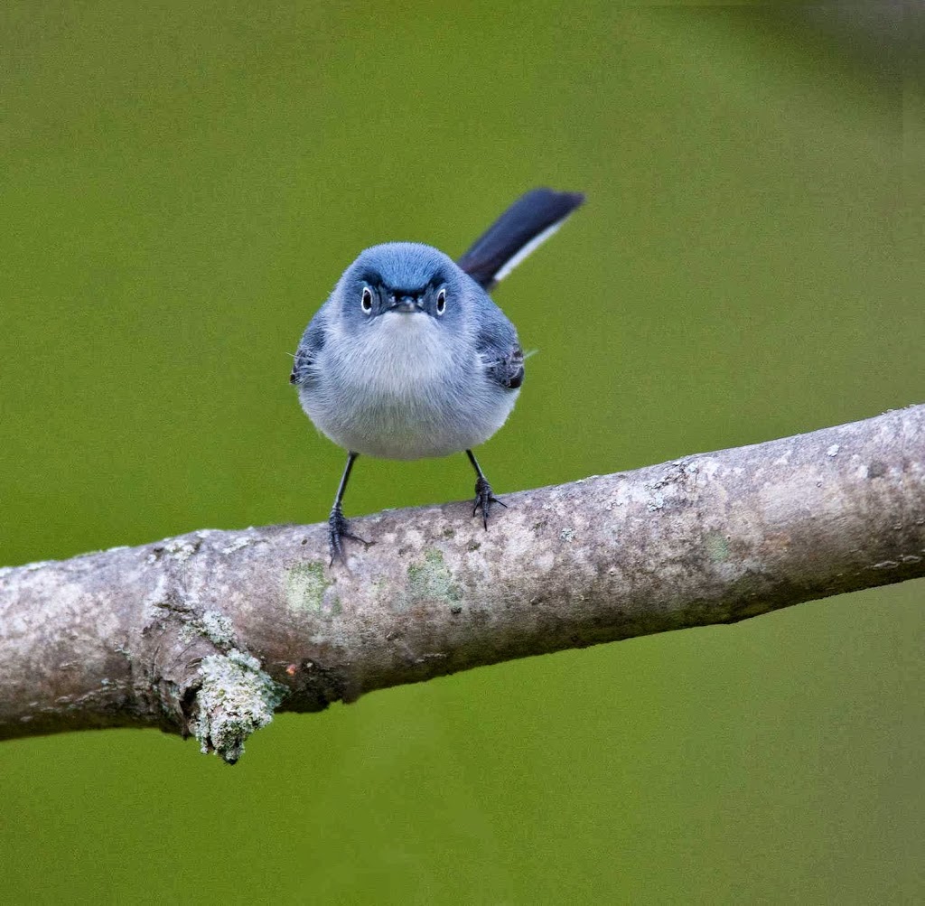 Nature Stuff | 23 Sprague Rd, Demorestville, ON K0K 1W0, Canada | Phone: (613) 848-4549