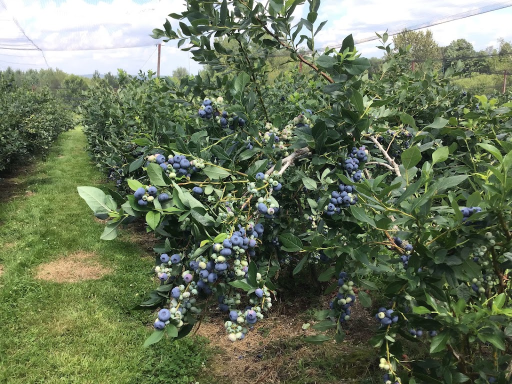 Bleuetière Harmonie-Nature | 115 Chem. Lay, Melbourne, QC J0B 2B0, Canada | Phone: (819) 826-1638