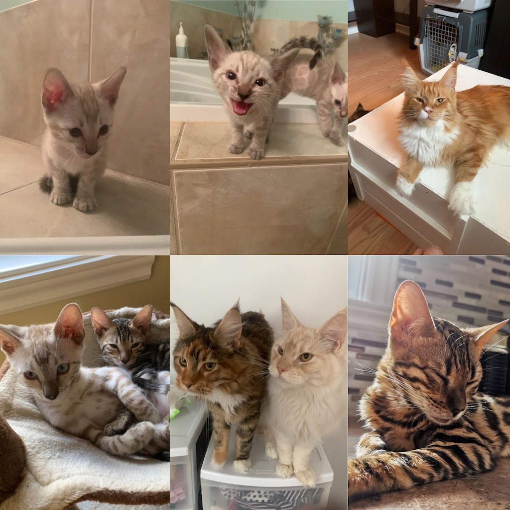 Chatterie Talkicats | 25 Pl. des Châtelains, Sainte-Brigitte-de-Laval, QC G0A 3K0, Canada | Phone: (418) 951-3964