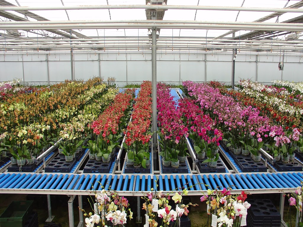 CosMic Plants Inc. | 4665 Bartlett Rd, Beamsville, ON L0R 1B1, Canada | Phone: (905) 562-9389