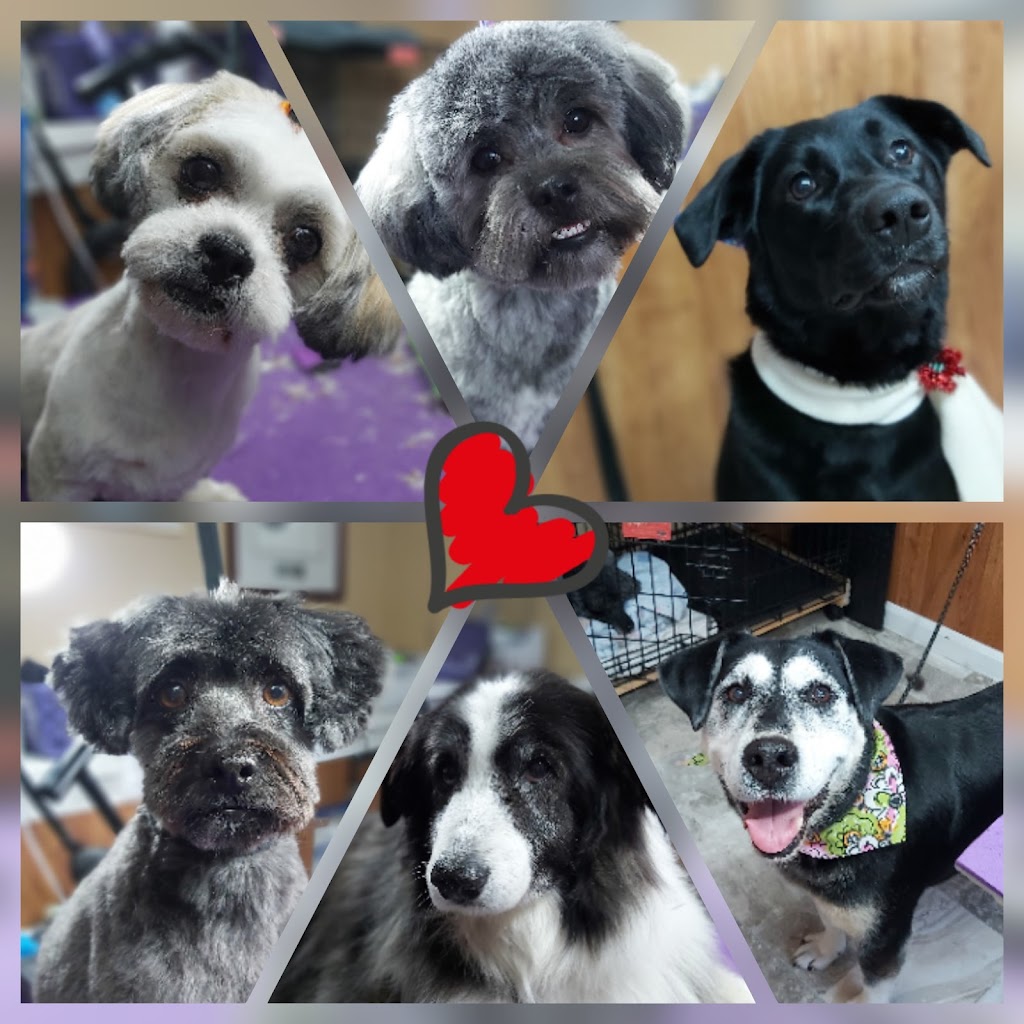 Hairy Hobby Dog Grooming | 916 Marriott Close B44, Rosetown, SK S0L 2V0, Canada | Phone: (306) 831-8297
