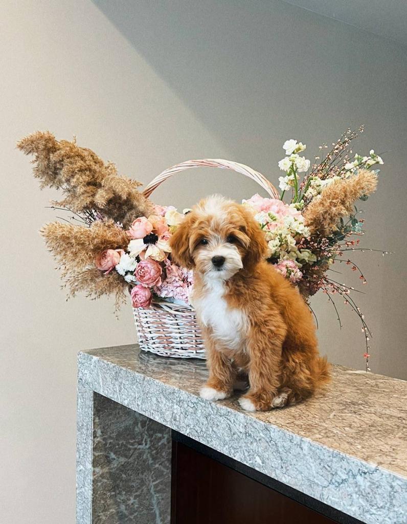 Maltese and poodle puppies for sale | 6780 Breanna Cardill St, Greely, ON K4P 0C1, Canada | Phone: (647) 547-2171