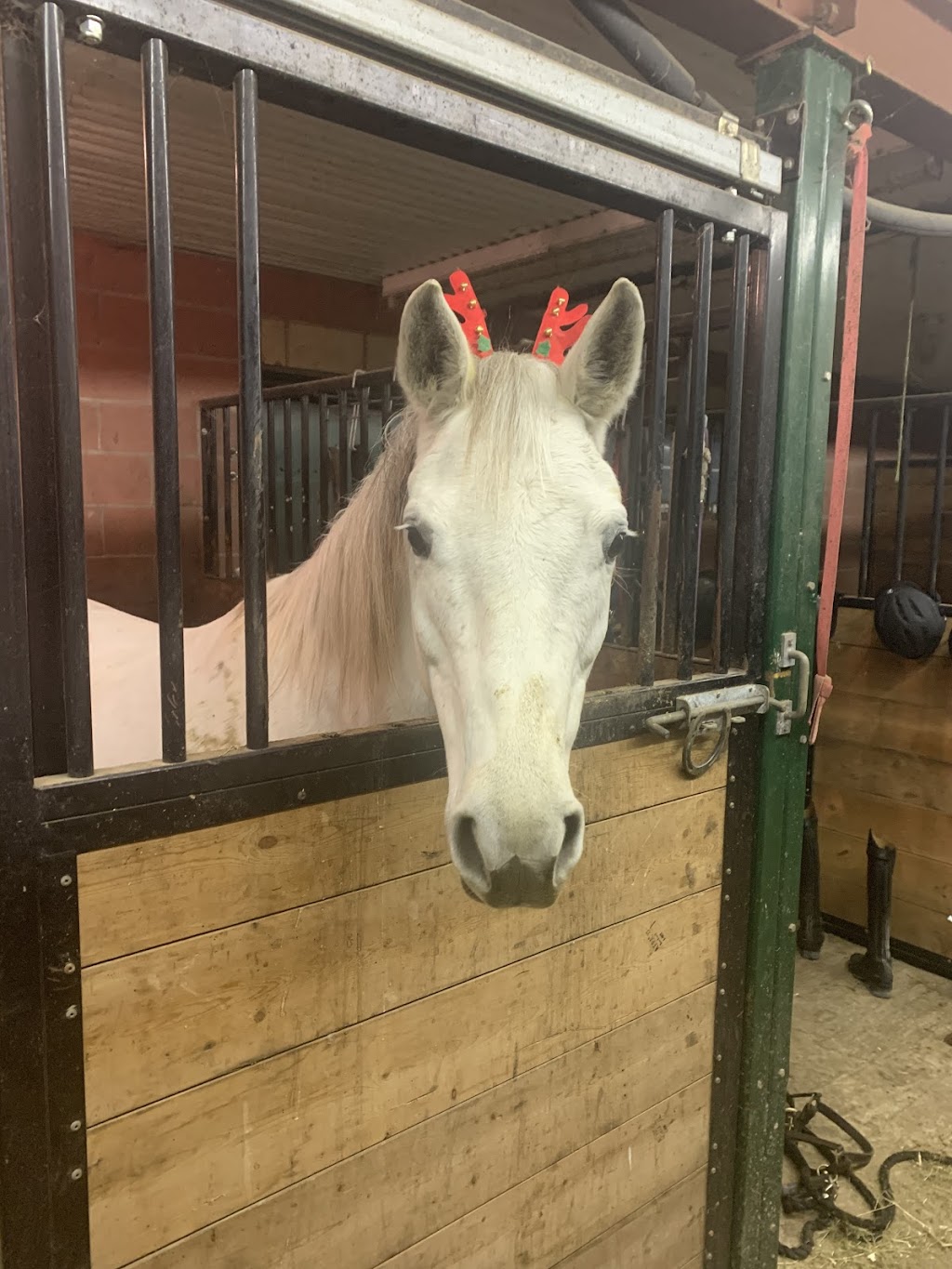 Bridlewood Equestrian | 8735 Milburough Town Line, Milton, ON L0P 1B0, Canada | Phone: (905) 407-0827