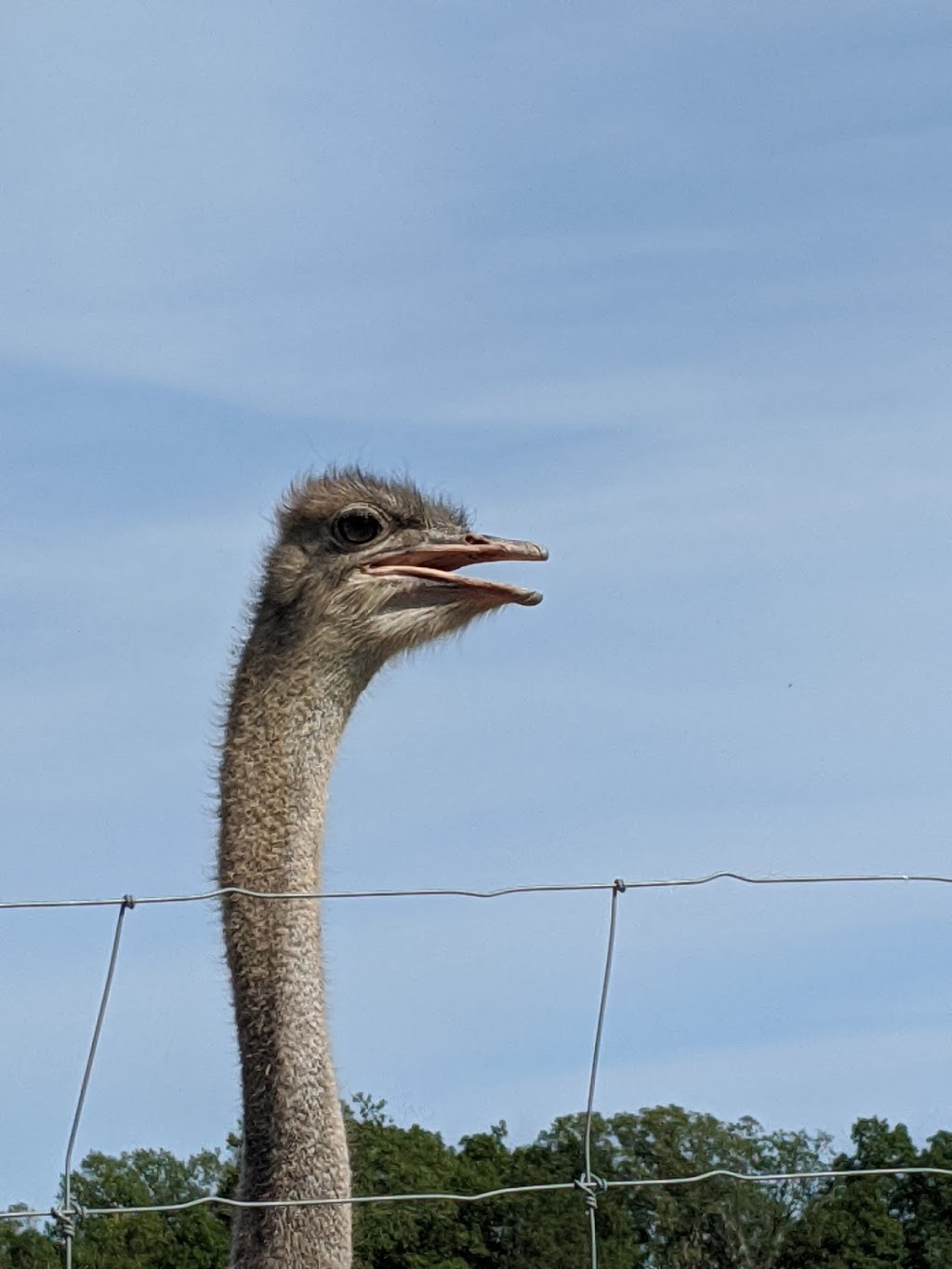 Ostrich Land Farm | 8299 Concession 2 Rd, Caistor Centre, ON L0R 1E0, Canada | Phone: (647) 988-0841