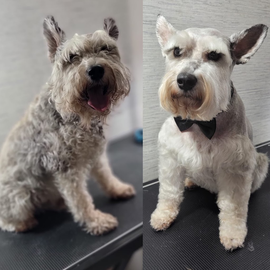 JonnaT Pet Grooming Style | 24 Wenlock Crescent, London, ON N6G 3B6, Canada | Phone: (226) 700-5360