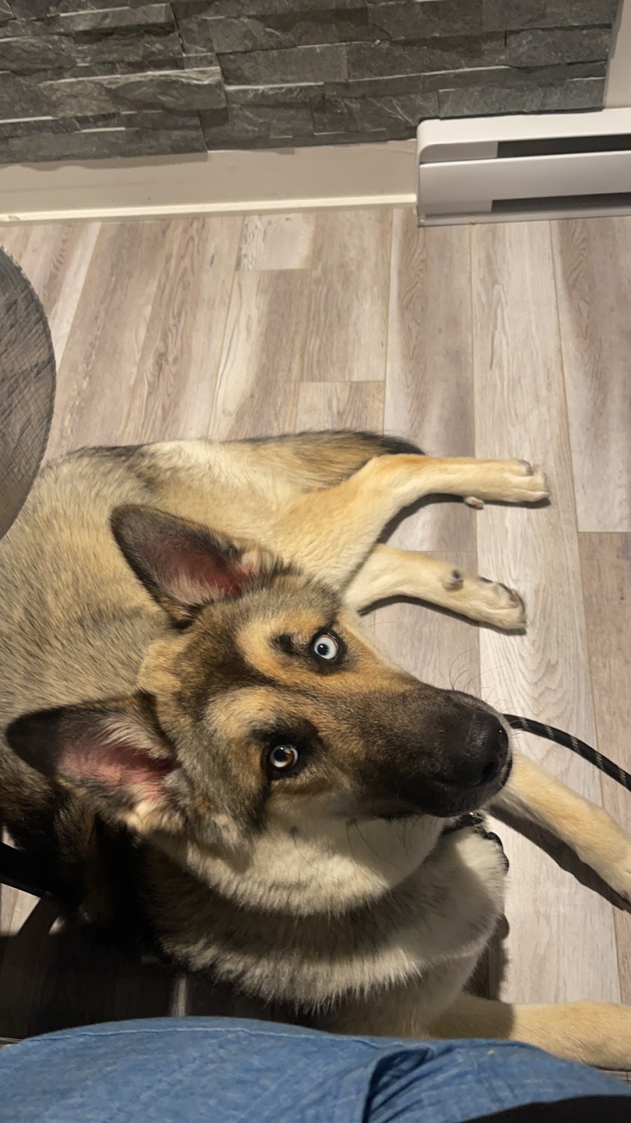 SUPER PUPPY EDUCATION | 77 Chemin de Fulford, Foster, QC J0E 1R0, Canada | Phone: (450) 242-1134