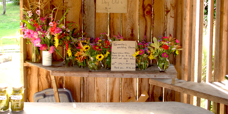 Indigo Farm Vacation Rentals | 289 Rainbow Rd, Salt Spring Island, BC V8K 2M3, Canada | Phone: (250) 537-7609