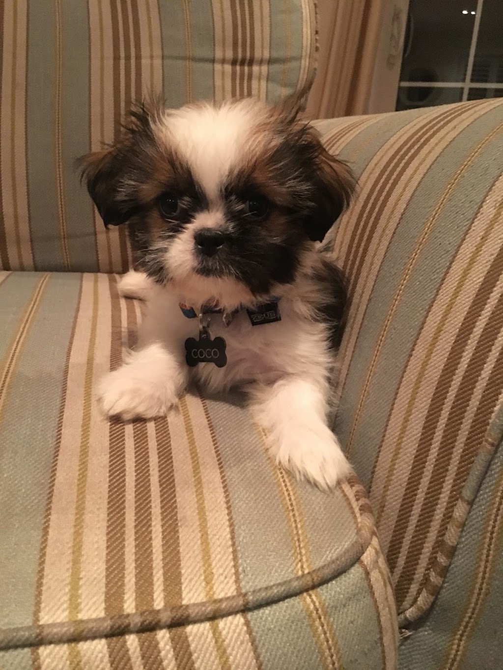 Ravenswood Dog Sitters | 369 Aurora Crescent, Burlington, ON L7N 2B1, Canada | Phone: (647) 702-0046