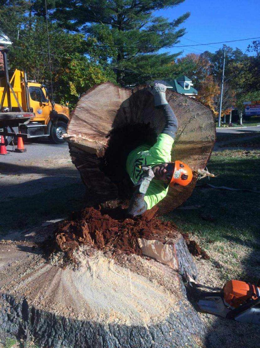 Apex Tree Surgeons - Tree Services Orillia | 4 Cheslock Cres, Orillia, ON L0K 2G0, Canada | Phone: (705) 955-7424