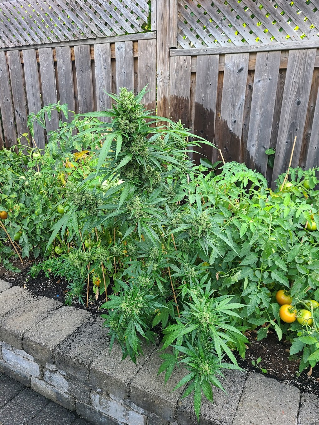 The Niagara Seed Bank | 4957 Bridge St, Niagara Falls, ON L2E 2S4, Canada | Phone: (289) 296-6173