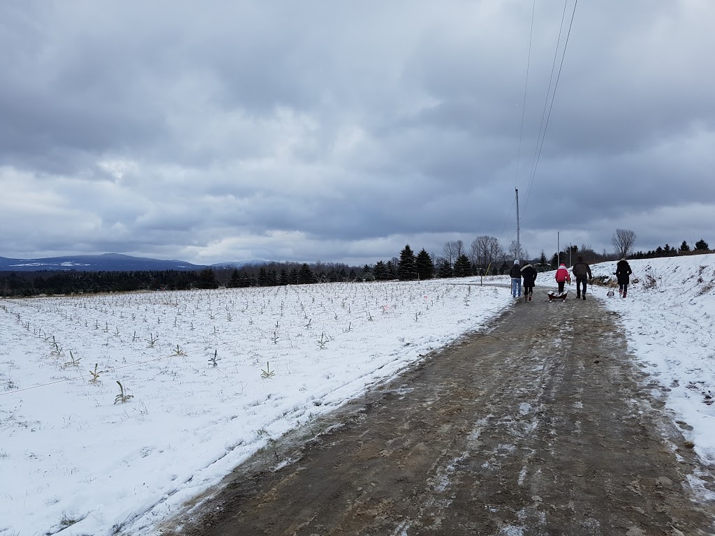 Sapin de Noël, producteur darbre de Noël, Plantation Bernier. | 297 Chemin Brome, Fulford, QC J0E 1S0, Canada | Phone: (450) 534-2417