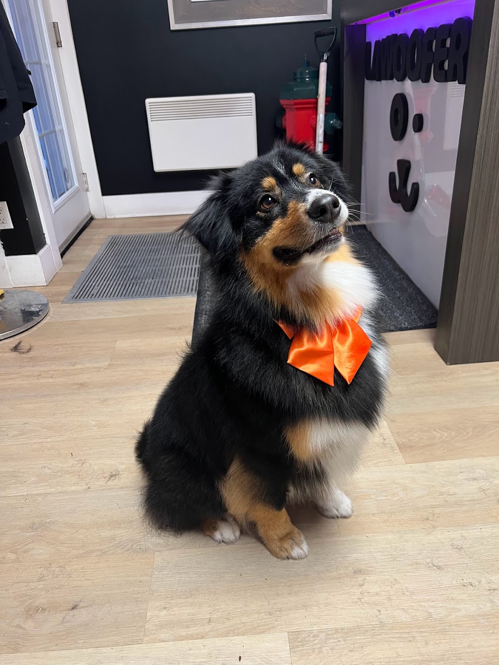 La wooferie spa canin | 329 Rue du Plateau, Sainte-Martine, QC J0S 1V0, Canada | Phone: (514) 246-4940