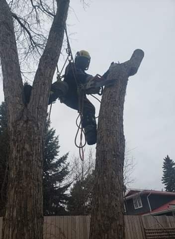 Cypress Tree & Lawn Care | 1024 2 St E, Prince Albert, SK S6V 0G7, Canada | Phone: (306) 999-2230