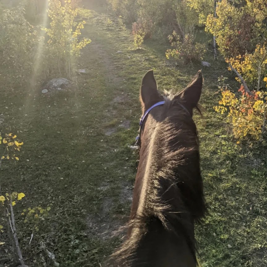 Ride like the Wind Equestrian and Wellness Center | 59119 Pleasant Rd, Anola, MB R5L 0E7, Canada | Phone: (204) 795-6084