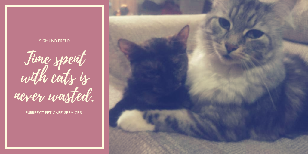 Purrfect Pet Care | 14966 83a Ave, Surrey, BC V3S 7S2, Canada | Phone: (778) 952-0045