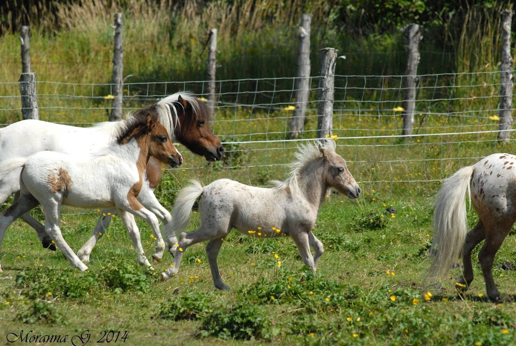 Elevage de chevaux miniatures / LMlesMinis | 1100 Chemin Dion, Sherbrooke, QC J1R 0R8, Canada | Phone: (819) 822-4507