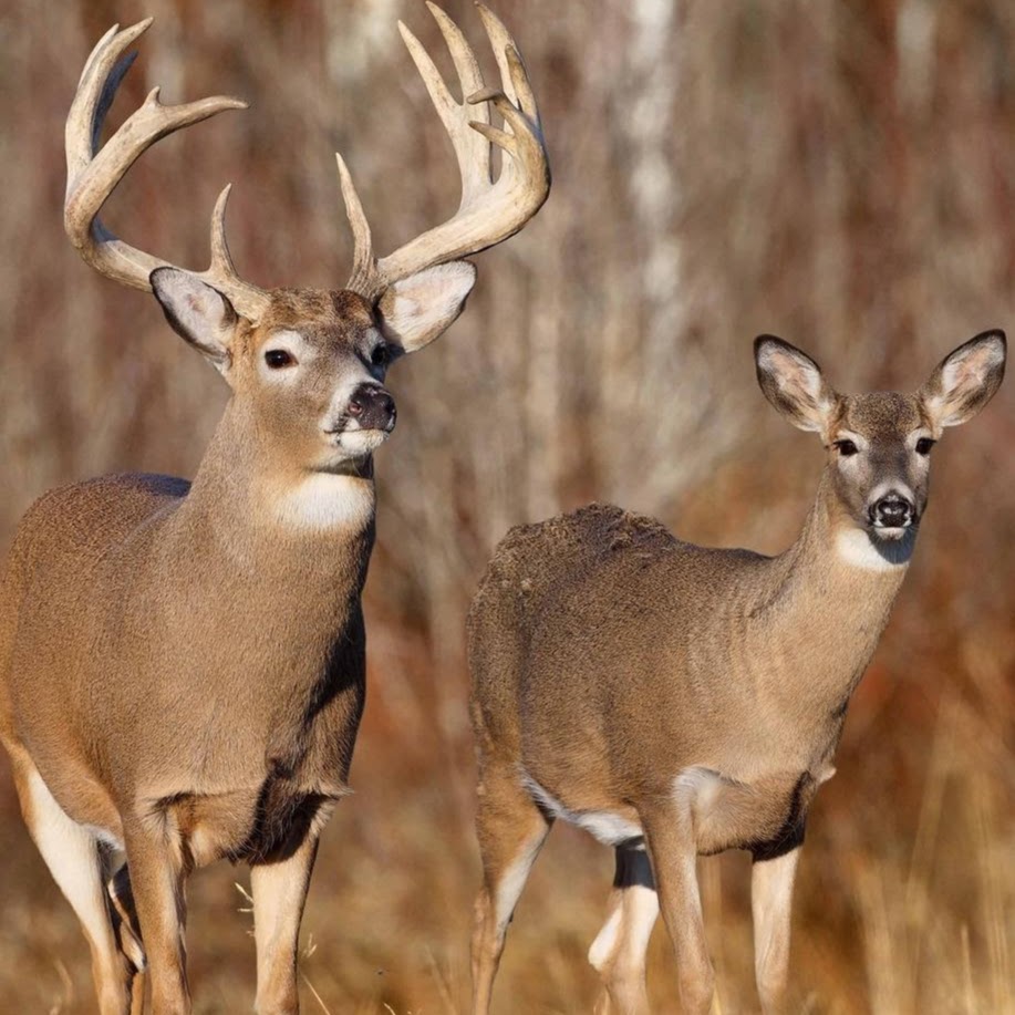 Carls Deer Processing | 9690 Bartel Rd, Columbus, MI 48063, USA | Phone: (586) 727-1274