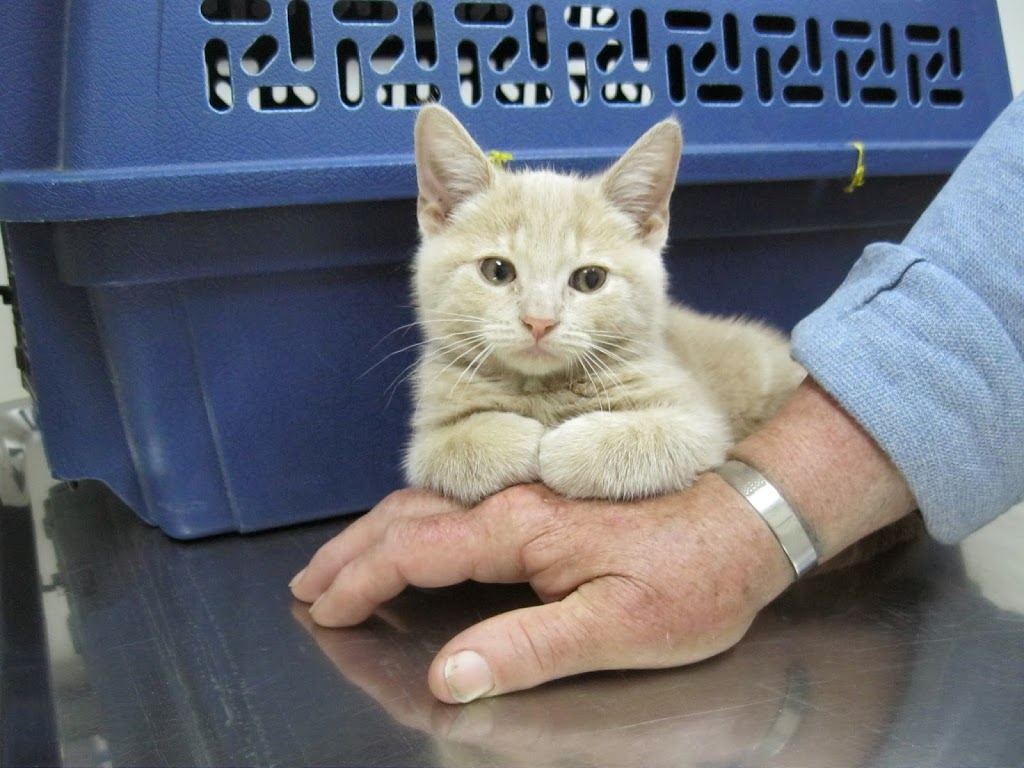 Veterinary Hospital Mercier inc. | 135 Boulevard Saint-Jean-Baptiste, Mercier, QC J6R 2C1, Canada | Phone: (450) 691-3742