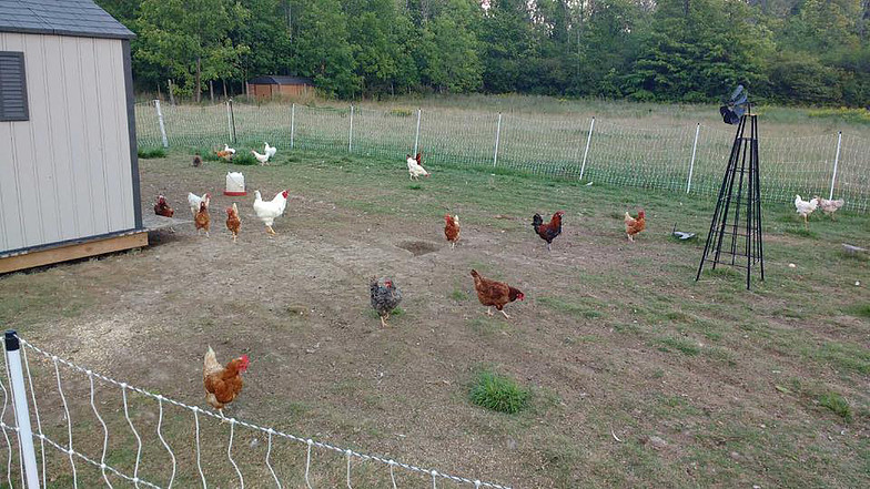 Wright Acres Farm | 2266 Pettit Rd, Fort Erie, ON L2A 5M4, Canada | Phone: (905) 801-5596