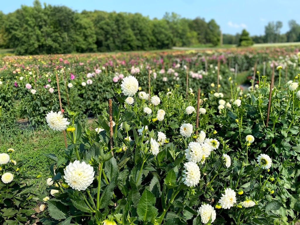 Au Beau Pré - Production Saint Anicet | 504 Chemin de la Concession Quesnel, Saint-Anicet, QC J0S 1M0, Canada | Phone: (450) 801-3095